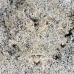 scorpionfish_iminicus_c_gb_h_0127_kom0248.jpg